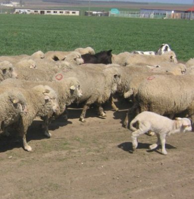 Doi constănţeni au fost reţinuţi, după ce au înşelat cu 10.000 lei doi ciobani, folosind cântar cu telecomandă